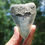 Thumbnail: 4" Megalodon Tooth Southeast Asia