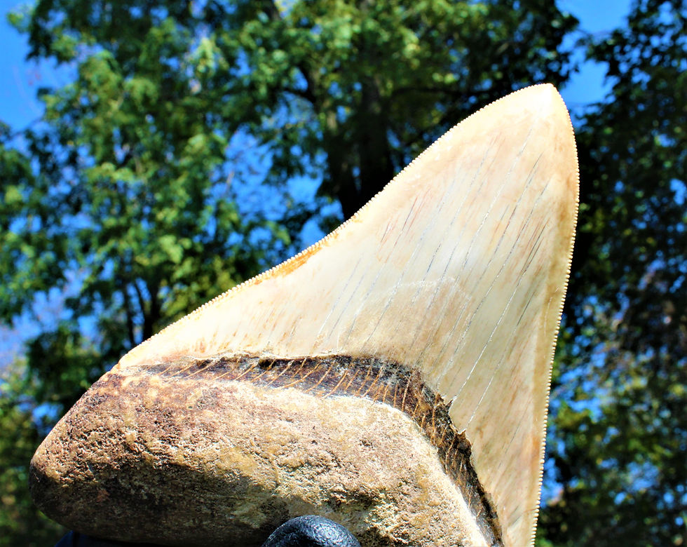 Thumbnail: 5.75" Megalodon Tooth Southeast Asia