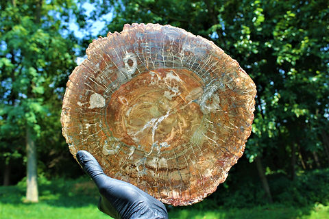 Petrified Wood Madagascar | Heritage Gems