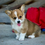 Thumbnail: AKC Pembroke Welsh Corgi Puppy in Florida family breeder