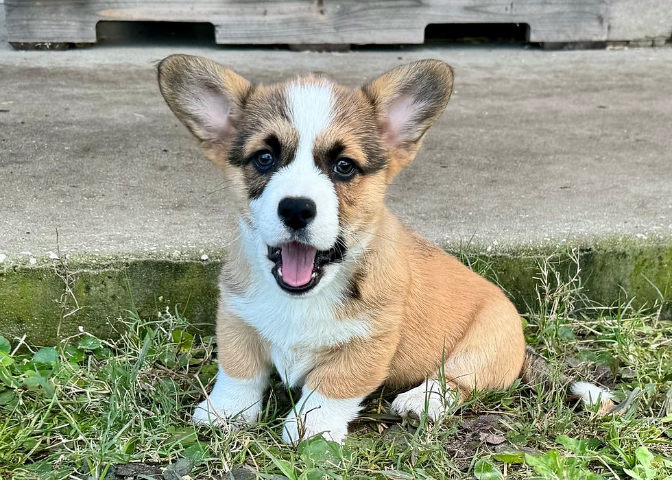 Thumbnail: Blue Collar Male AKC Pembroke Welsh Corgi Puppy