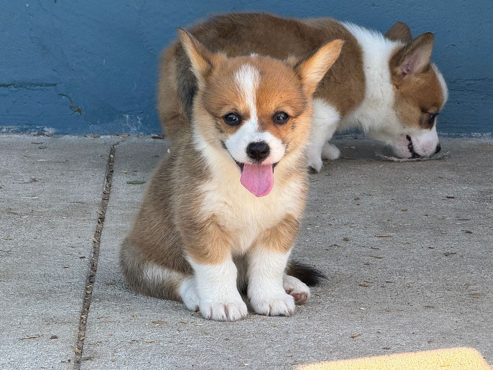 Thumbnail: AKC Pembroke Welsh Corgi Puppy in Florida family breeder