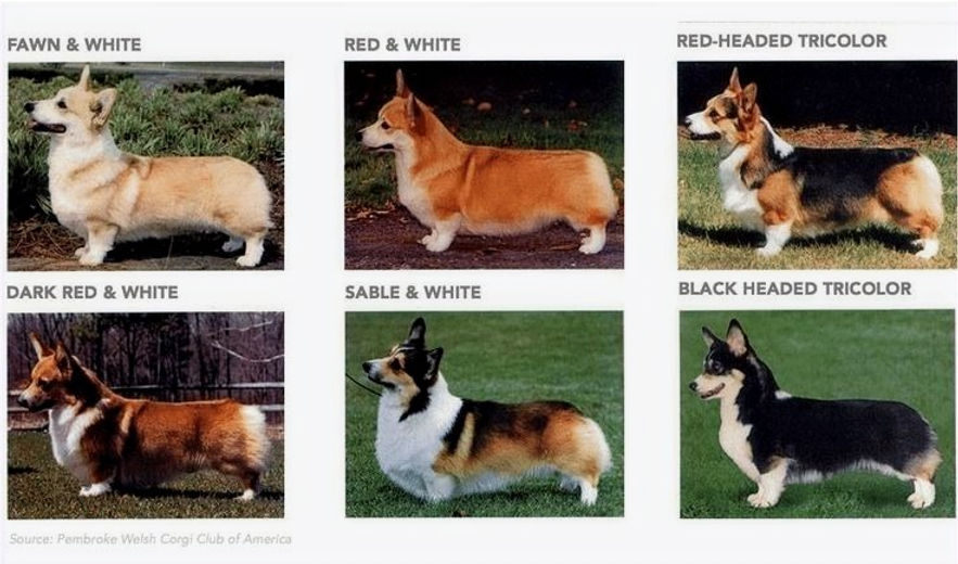 corgi colors_edited.jpg