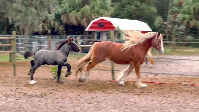 Thumbnail: 2023 Gypsy Vanner Colt Blue Roan