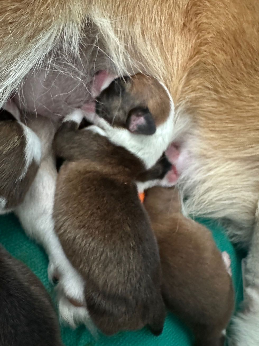 Thumbnail: Purple Collar Female AKC Pembroke Welsh Corgi Puppy