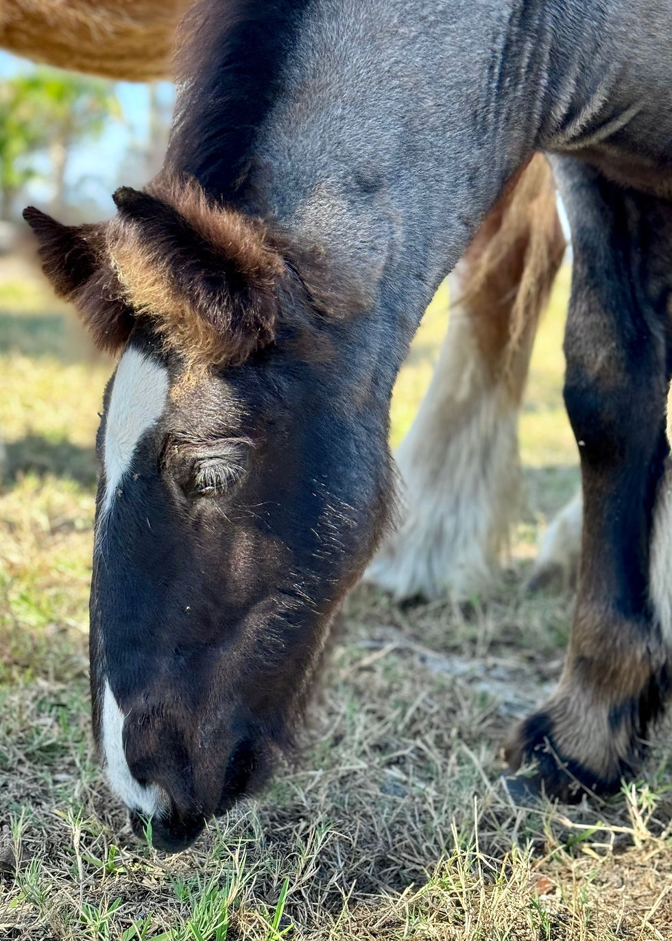 Thumbnail: 2023 Gypsy Vanner Colt Blue Roan