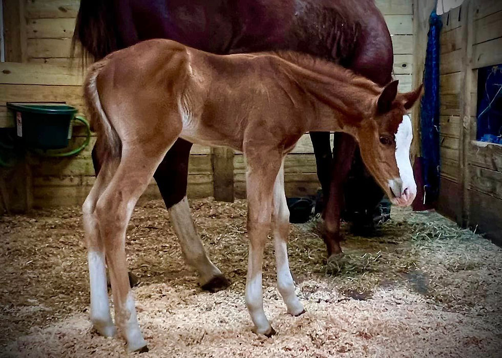 Thumbnail: 2023 AQHA/APHA Colt