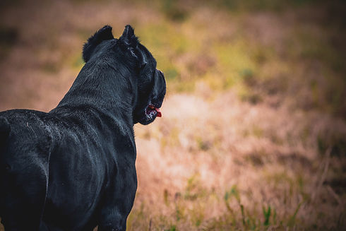 Black Cane Corso dog looking towards the right side on field background.