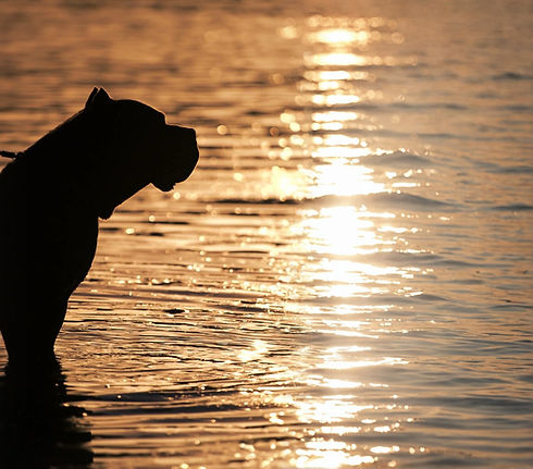 Silhouette of cane corso standing in water during sunset with golden reflection.