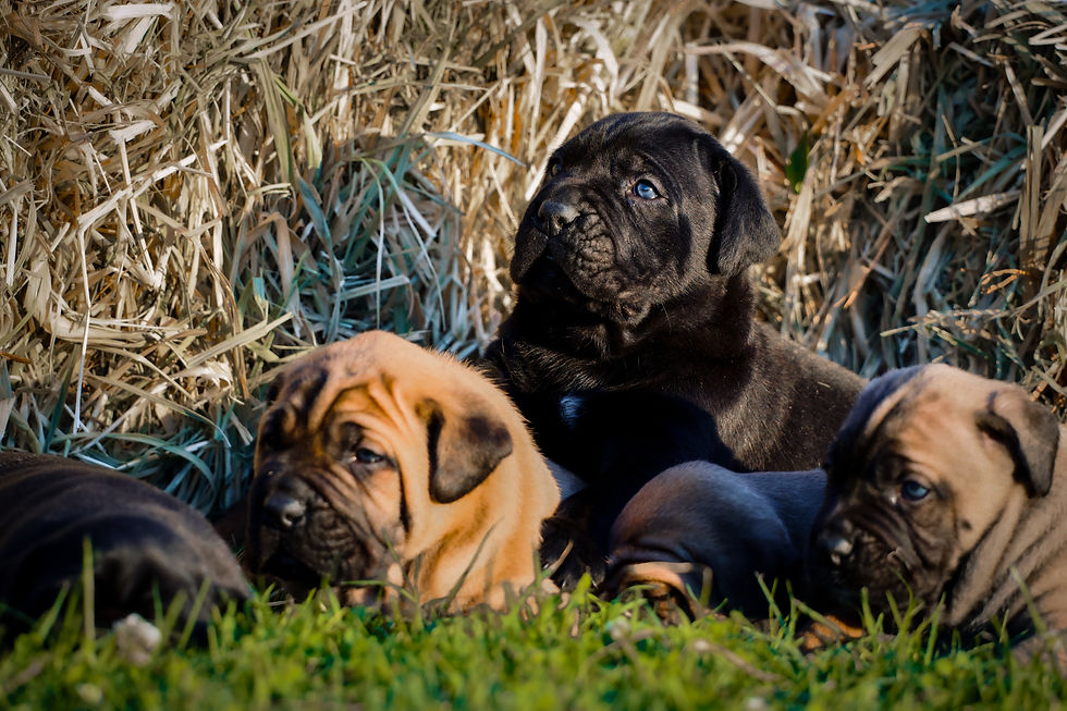 Several adorable cane corso puppies resting in grass near hay on a sunny day