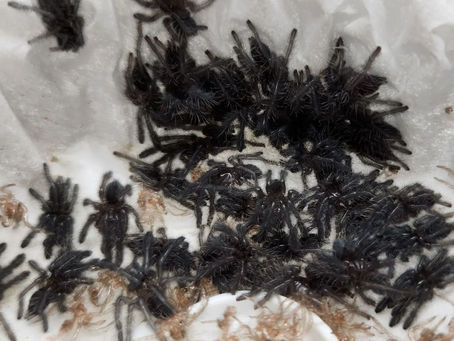 Cyriopagopus sp. hati hati