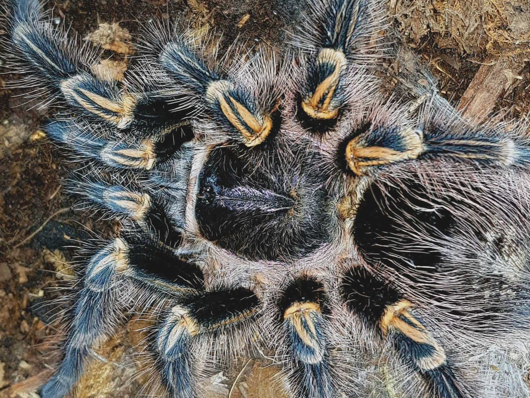 Grammostola pulchripes .5"