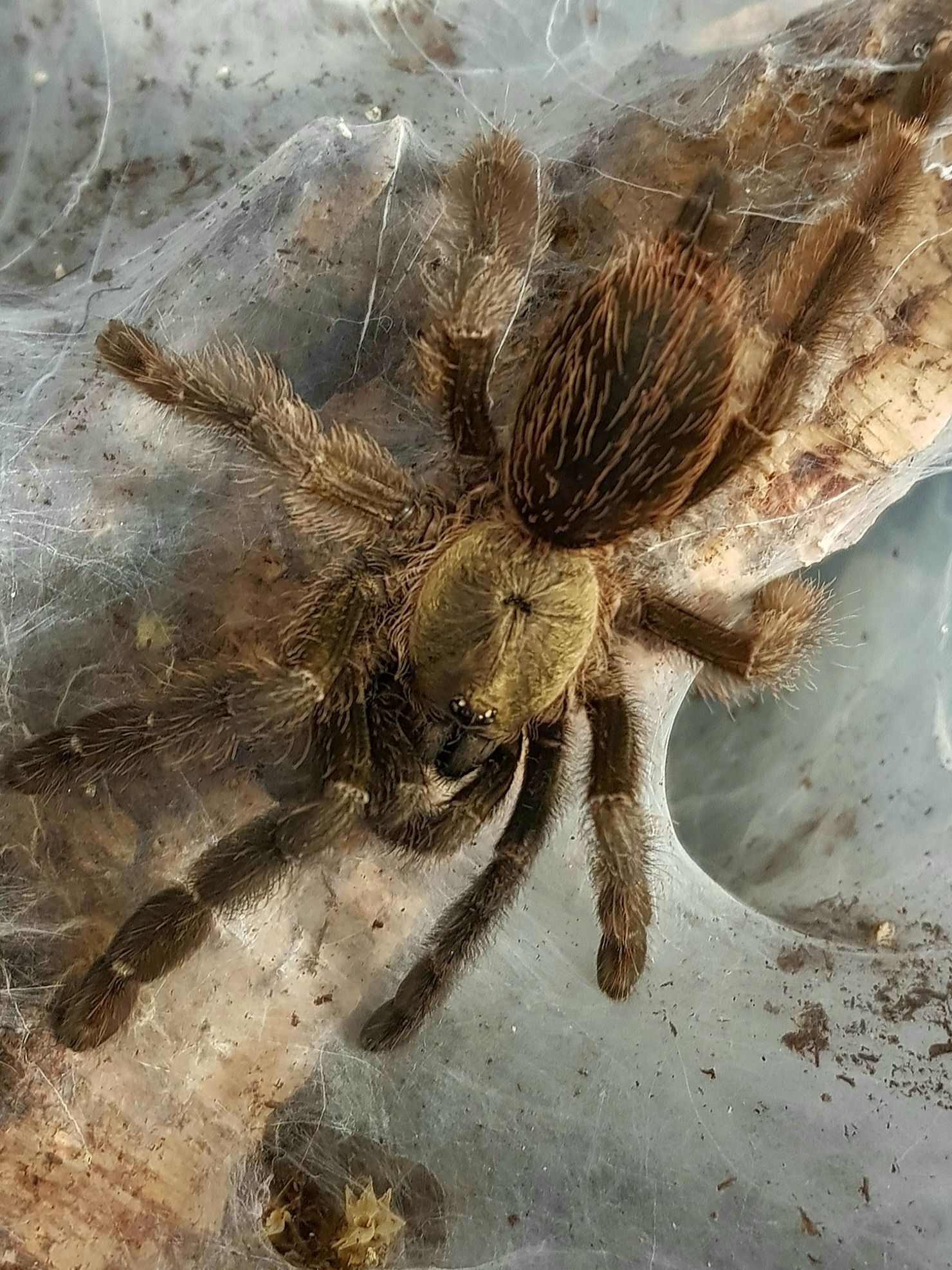 Psalmopoeus reduncus 2.5" ♀️