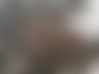 Heteroscodra maculata