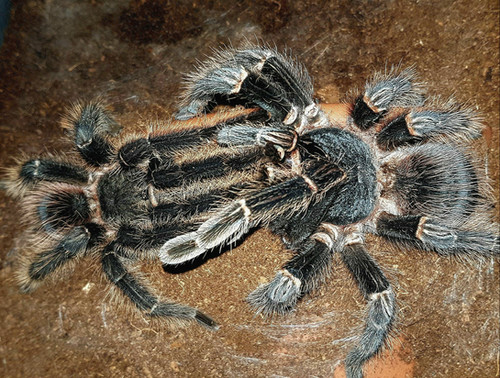 ハピドラムミニ チョウピラコ Lasiodora parahybana 1-1.5