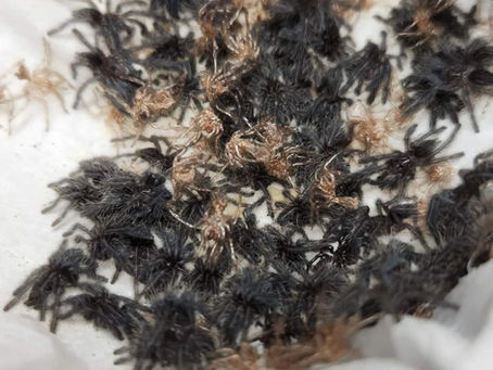 Cyriopagopus sp. Hati hati