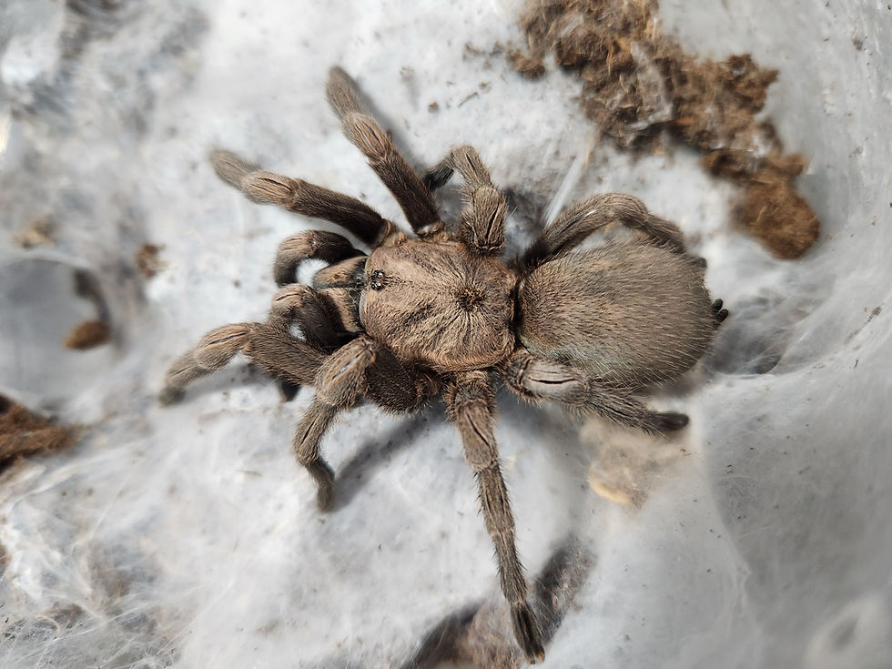 Thumbnail: Chaetopelma olivaceum 2" ♀️