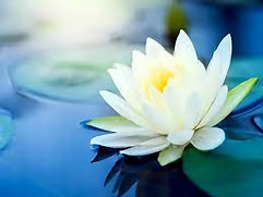 White Lotus on Water_edited.jpg