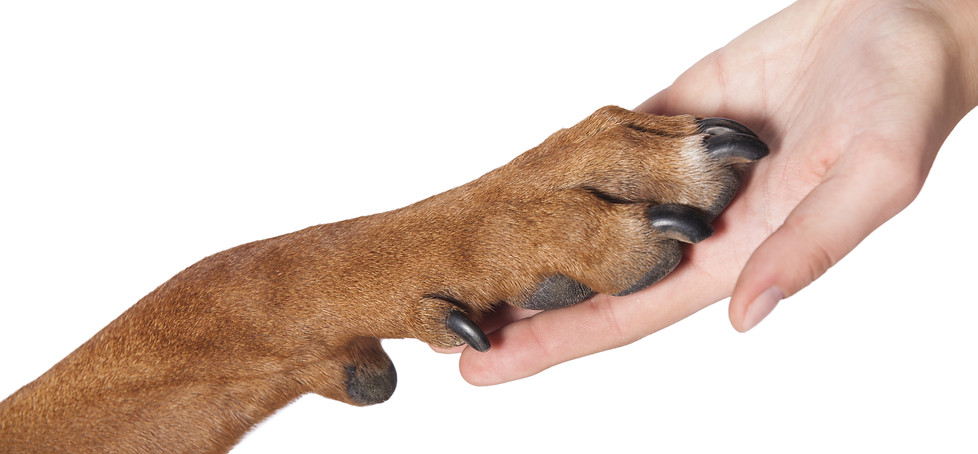 shutterstock_294561227.jpg