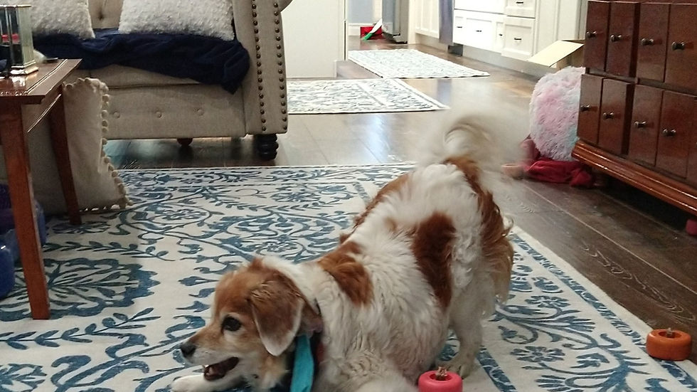 Bones initiating a game for us to chase her