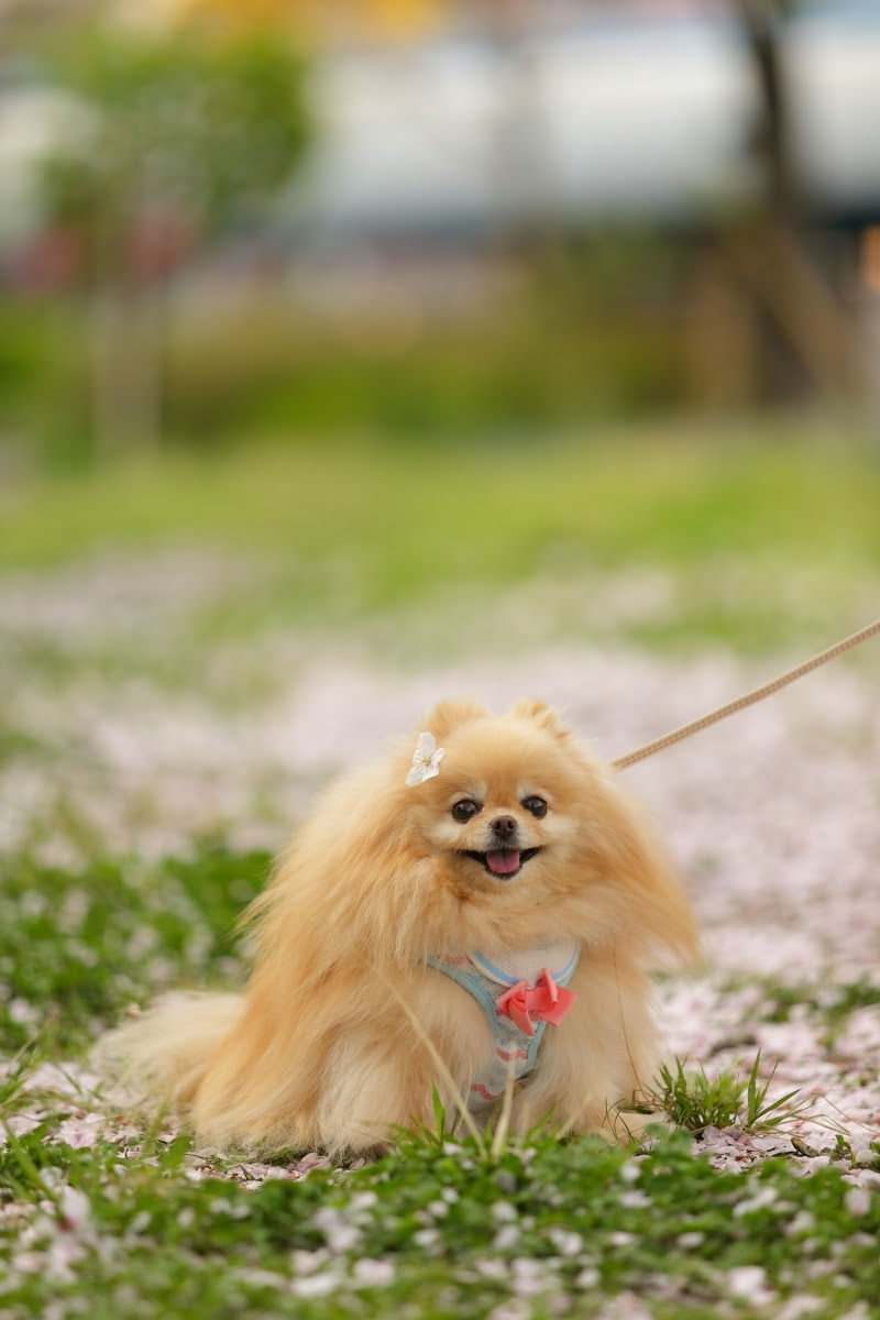 季節の花と笑顔