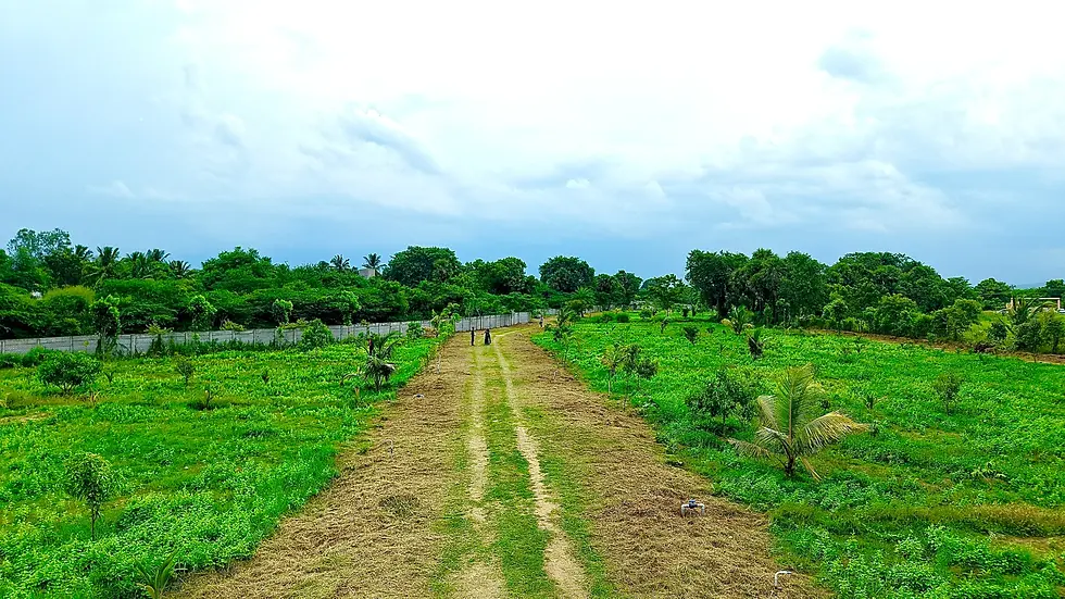 Eye-level view of lush green farmland with irrigation channels near Chennai
