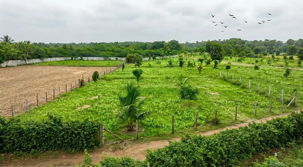 Eye-level view of lush green farmland near Chengalpattu with clear skies