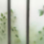 Plantes à travers la fenêtre.jpg