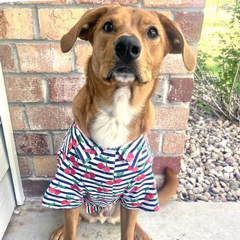 Miniatura: Camisa hawaiana de campamento Doggie Design© - Rayas color cereza
