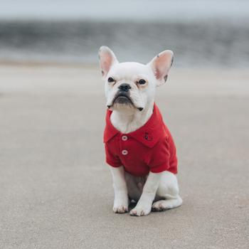 Cute dog wearing a fashionable polo shirt