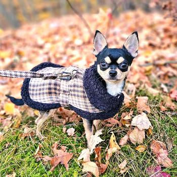Cute dog wearing a warm harness coat