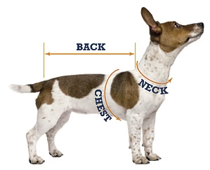 Dog Measure Guide