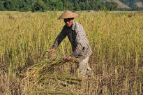 Fermier laotien