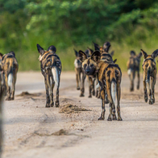 African Wild Dogs: Lessons from a hunt that didn’t succeed