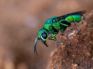 Inside the world of the cuckoo wasp