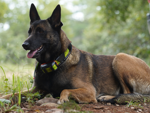 A guide to canine anti-poaching units