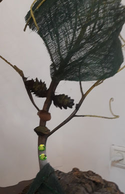 lady in green