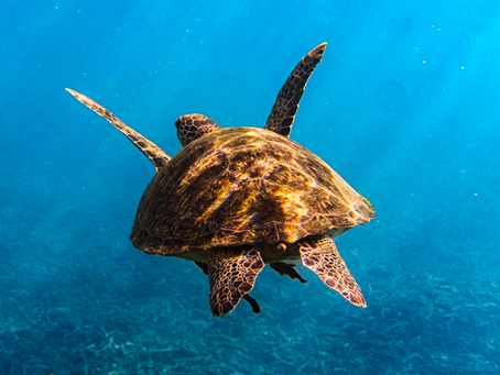 Exploring the Underwater Wonders: Diving in Koh Tao