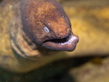 Underwater Photography Guide - Top 10 Things You Need To Know