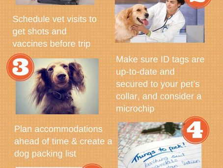 Traveling With Pets: What You Need to Know