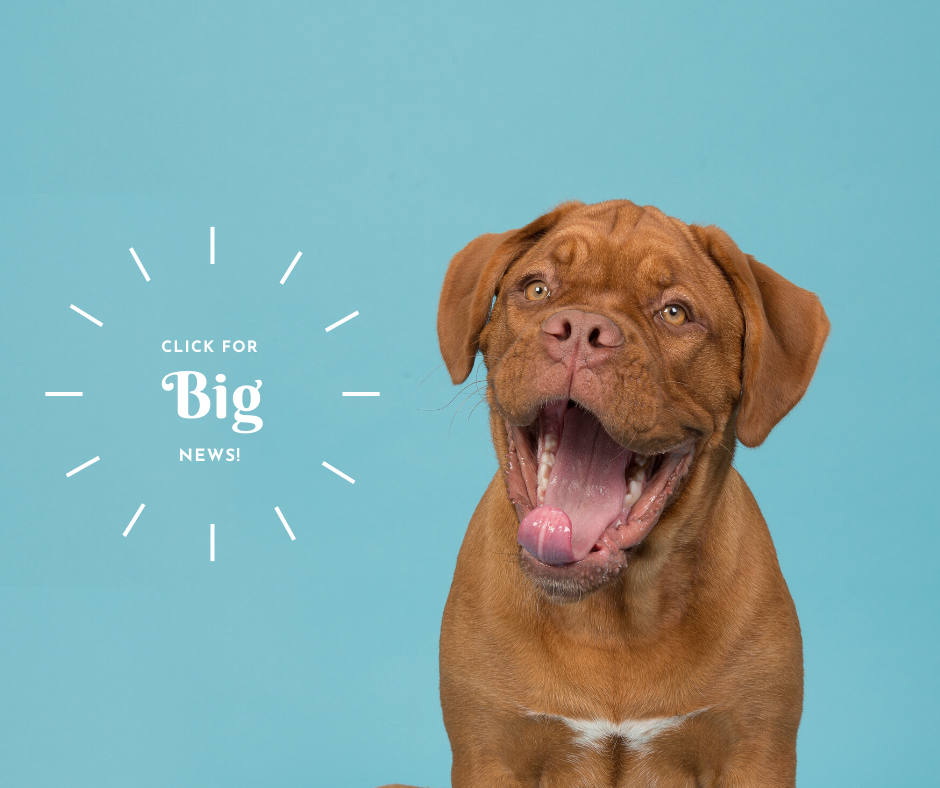 laketown cat hospital