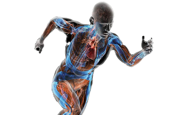 Fascia-The-Web-of-Life_edited.png