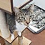 bootsie.jpg