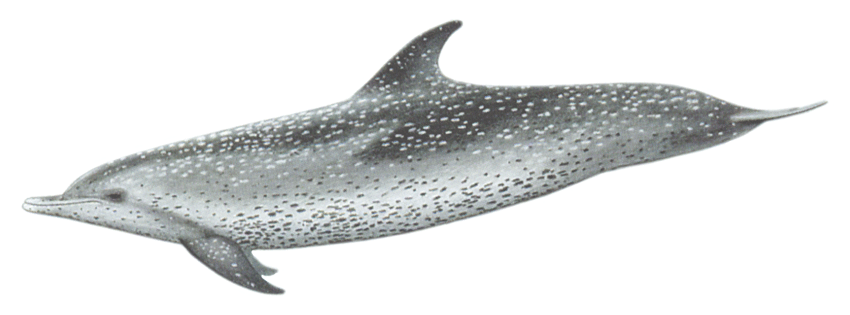 Atlantic spotted dolphin