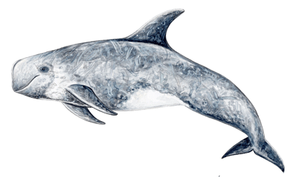 Risso ́s dolphin