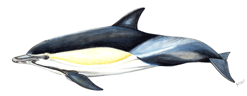 Short-beaked common dolphin