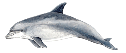 Bottlenose dolphin