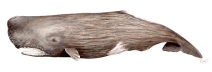 Sperm whale