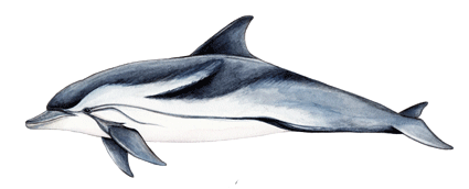 Striped dolphin