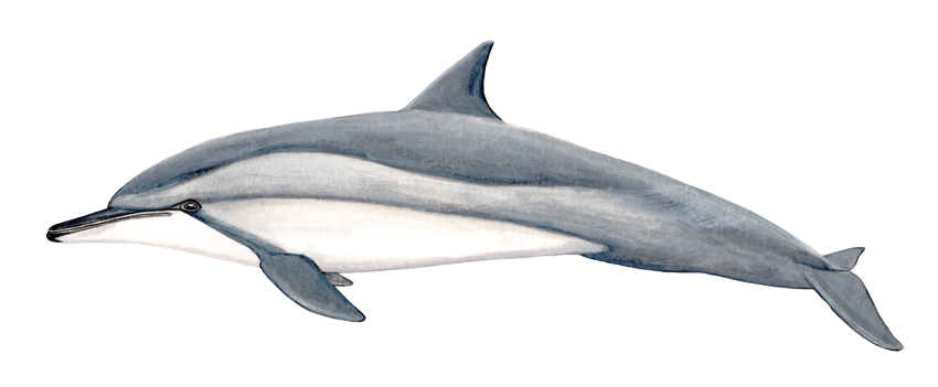 Spinner dolphin